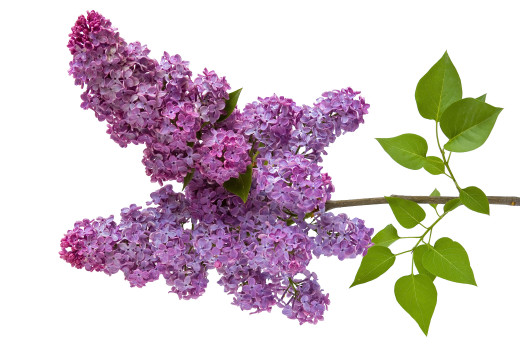 706029 (a): :7080x4758